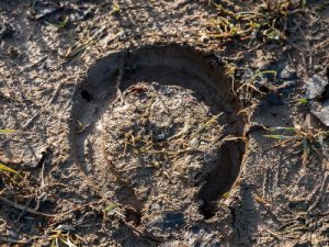 horse hoof print in soft muddy ground