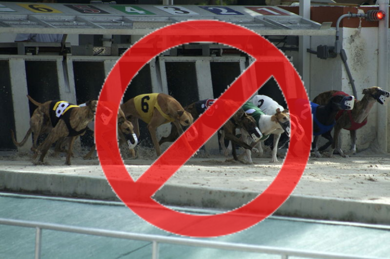 Greyhound Racing Ban in Wales a Warning Shot to Horse Racing