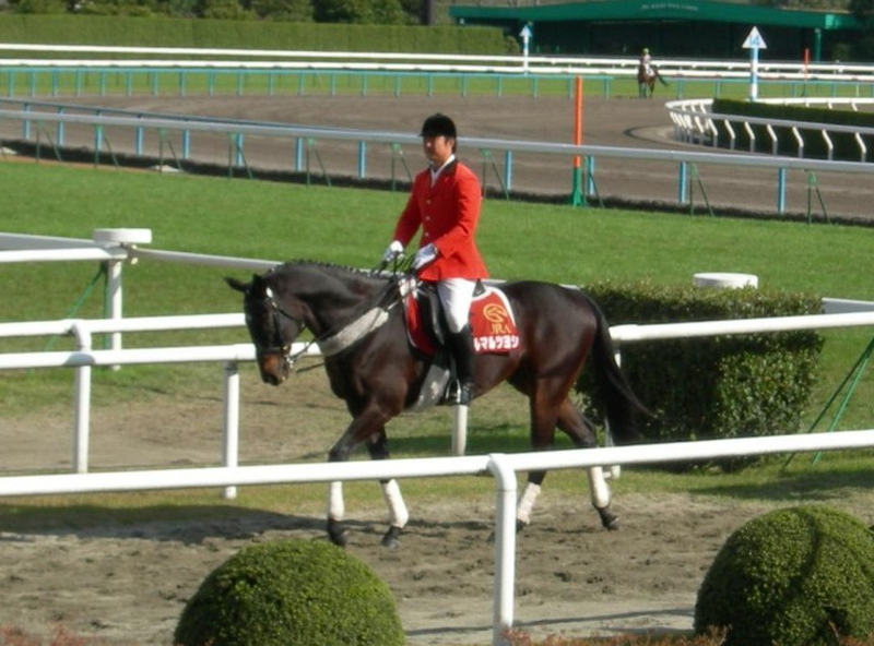 Tsurumaru Tsuyoshi Horse