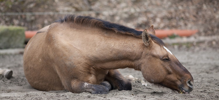 horse lying down sick