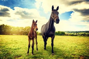 horse and foal
