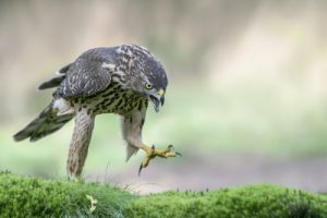 walking hawk