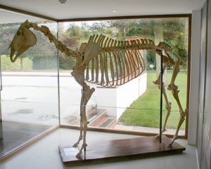 arkle skeleton in ireland