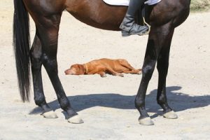 dog asleep between horses legs