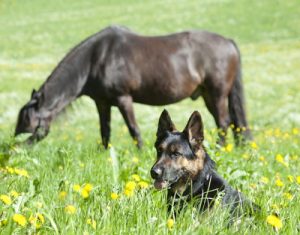 horse and a dog in a field