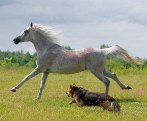 horse and a dog racing