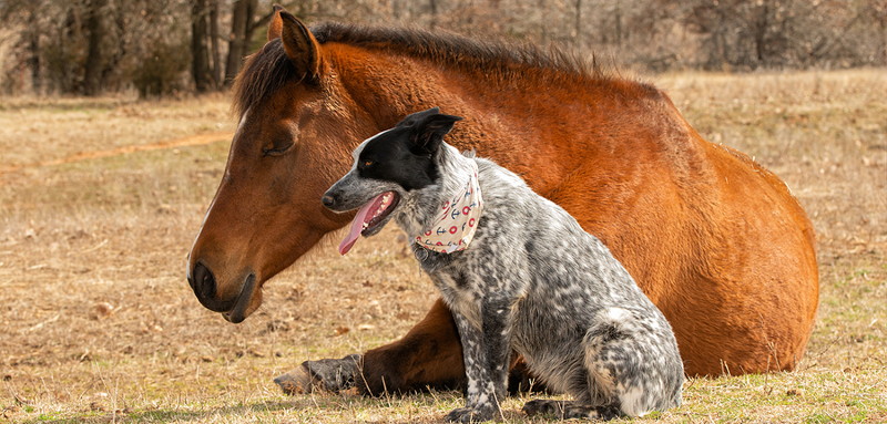 horse and a dog sitting