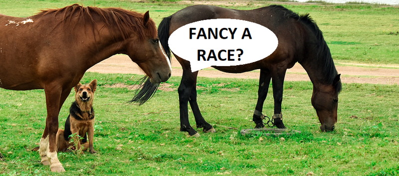 horse and dog asking for race