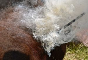 hot iron used to brand a horse