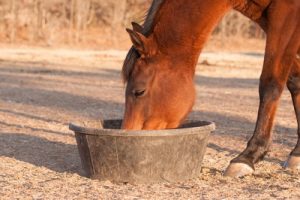 horse eating