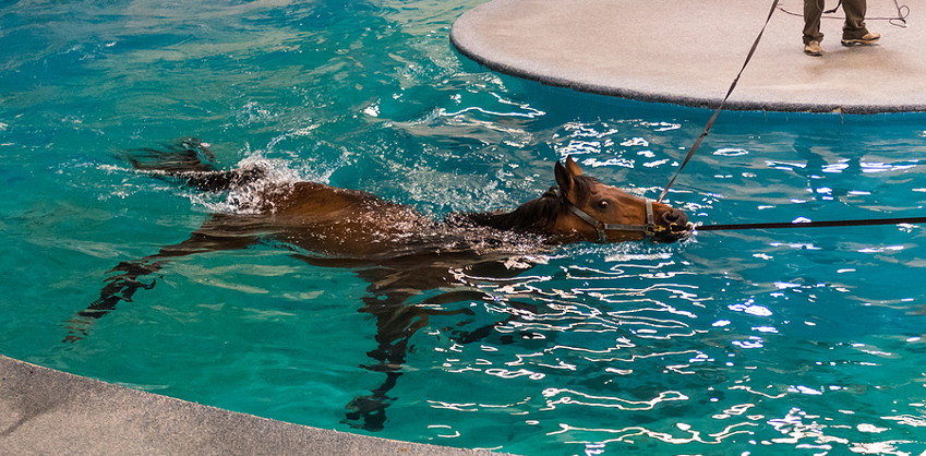 horse rehabilitation in pool