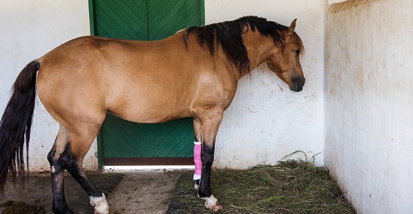 horse with bandaged leg