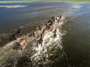 horses running across flooded marsh