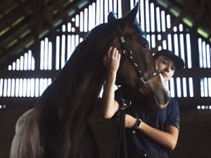 horse being cared for