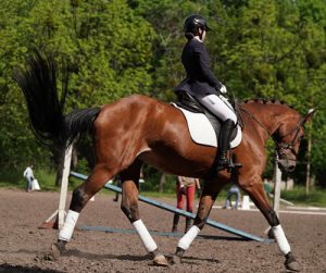 training horse in dressage equestrian sports