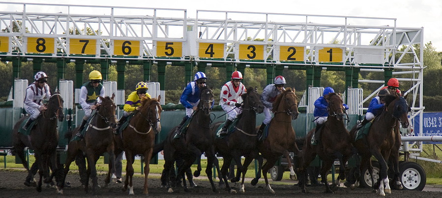 all weather racing at lingfield park horses coming out of traps