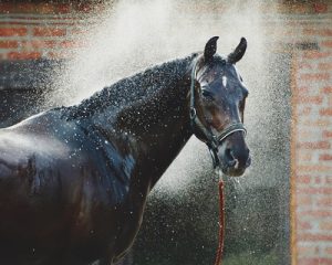 horse being cooled with cold water spray