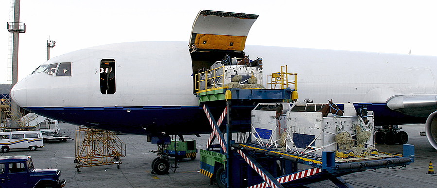 horses being loaded onto airplane for transport