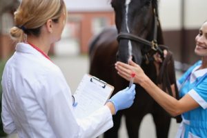 vets inspecting horse