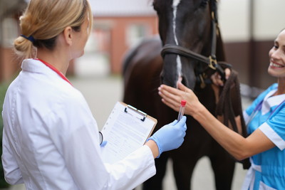 Horse Racing Testing Inside the World of Horse Racing: From Track to Training | Horse Racing ...