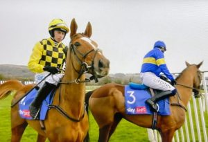 jockeys showing horses first fence at cheltenham racecourse