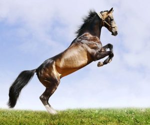 natural horse galloping and jumping