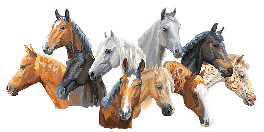 portraits of various horses breeds