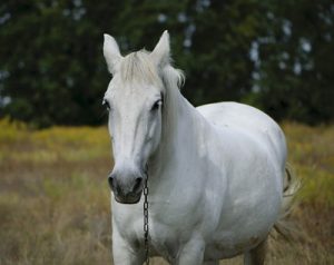 white arabian horse