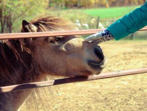 pony being stroked through fence