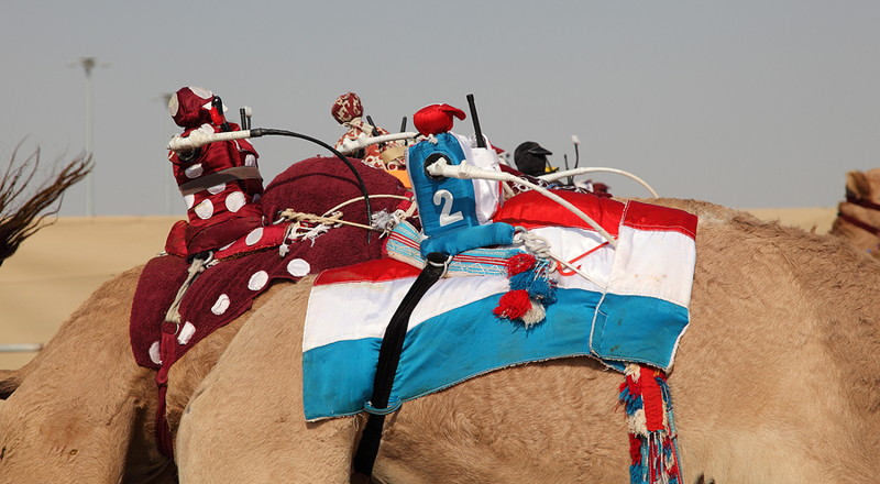 robot jockeys in camel racing