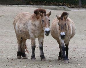 prezwalskis horses
