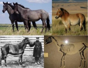 wild horses