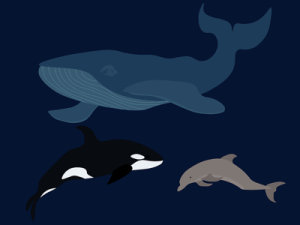 whales