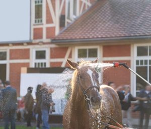 race horse being cooled with water hose after a race on a hot day