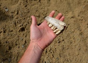 prehistoric horse jawbone at archaeological site neolithic settlement