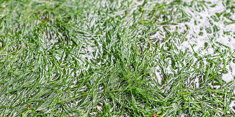 flooded grass