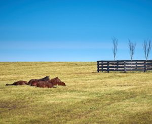 horses laying down in a field on a hot summers day