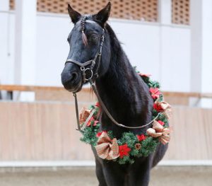 horse with a christmas wreath around its neck