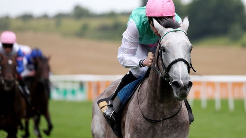 field of gold grey horse