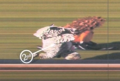 Mascot Gold Cup Photo Finish