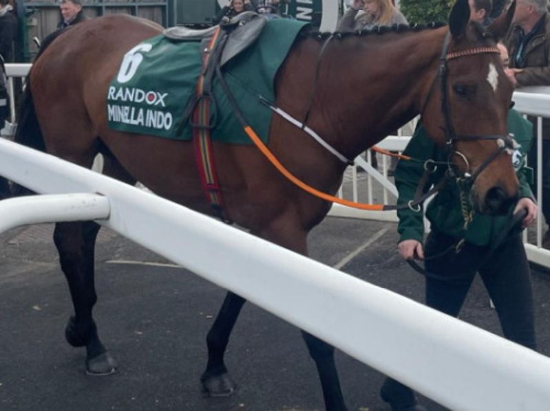 minella indo at grand national in parade ring