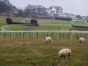 sheep on hexham racecourse